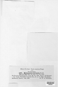 Phakopsora crotonis image